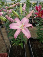 [4288 Chelsea DJ No01.JPG]